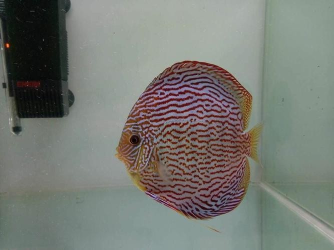 長城杯水族寵物國際展會