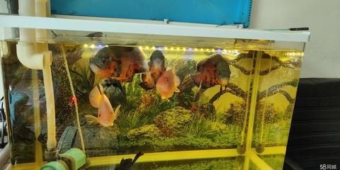 鞍山魟魚(yú)，鞍山魟魚(yú)的價(jià)格