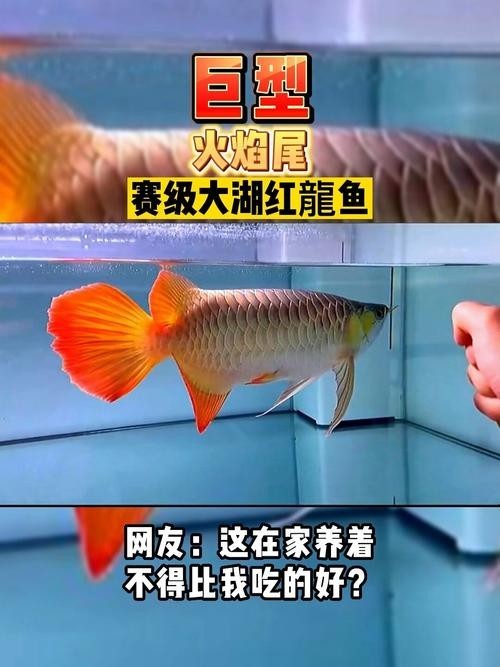 賽級紅龍魚圖片