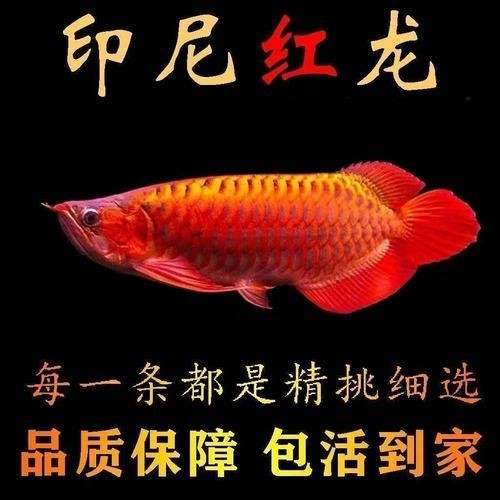 賽級紅龍魚圖片