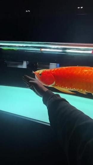 賽級紅龍魚圖片