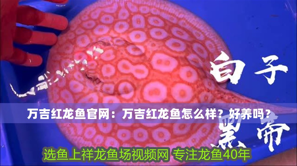 萬(wàn)吉紅龍魚(yú)官網(wǎng)：萬(wàn)吉紅龍魚(yú)怎么樣？好養(yǎng)嗎？