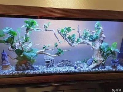 觀賞魚的健康護理探索如何預防和處理觀賞魚的健康問題：新手養魚，如何進行水質管理