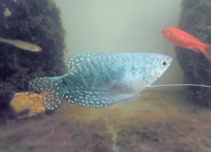 曼龍魚缸造景設計