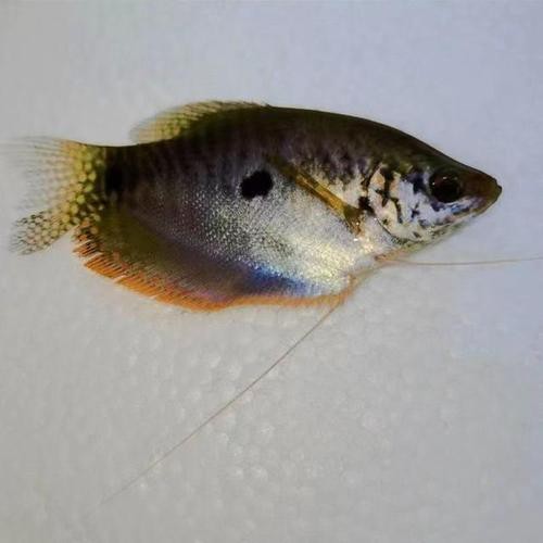 曼龍魚缸造景設計