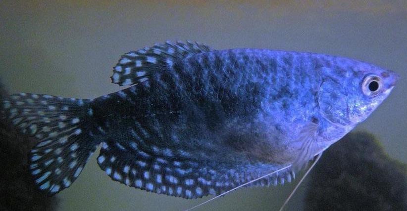 曼龍魚缸造景設計