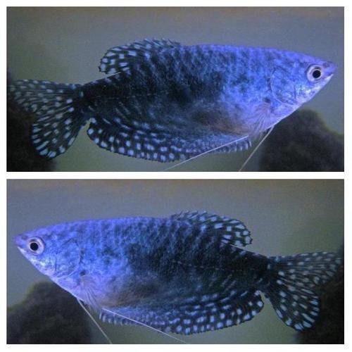 曼龍魚缸造景設計