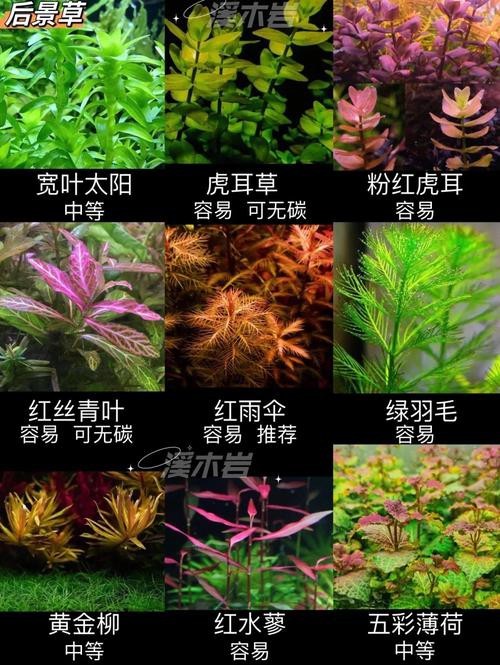 曼龍魚缸造景設計