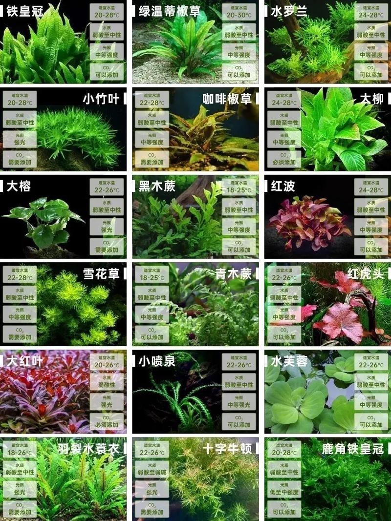 曼龍魚缸造景設計
