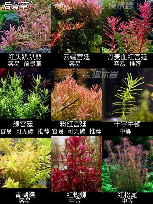 曼龍魚缸造景設計