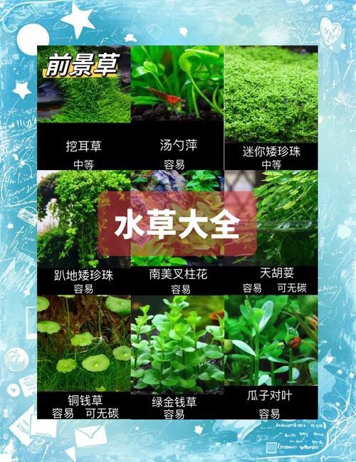曼龍魚缸造景設計