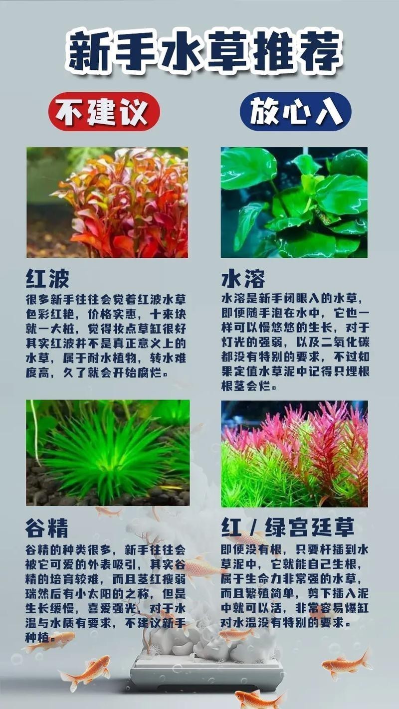 曼龍魚缸造景設計