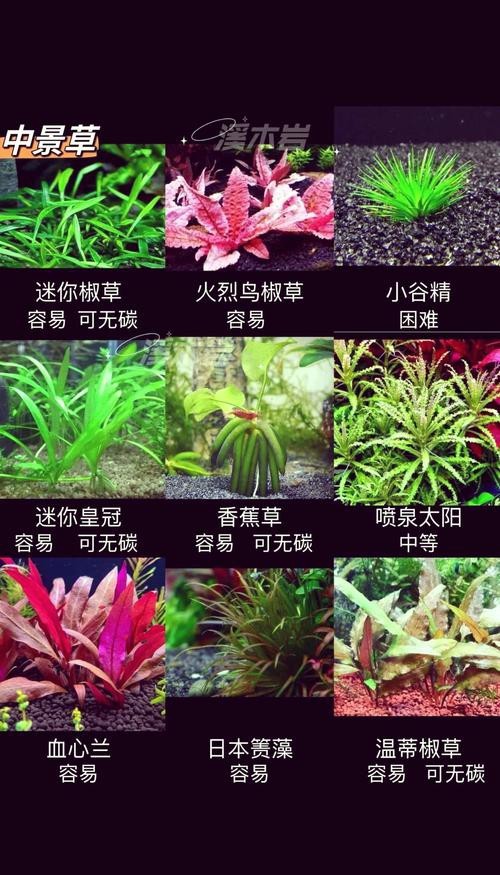 曼龍魚缸造景設計