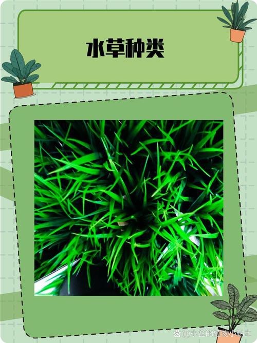 曼龍魚缸造景設計