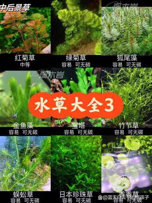 曼龍魚缸造景設計