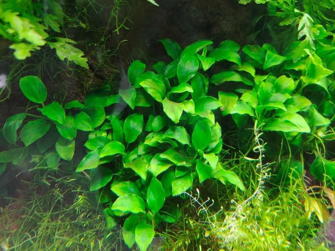 曼龍魚缸造景設計