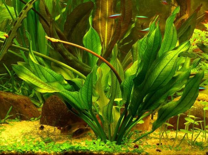 曼龍魚缸造景設計