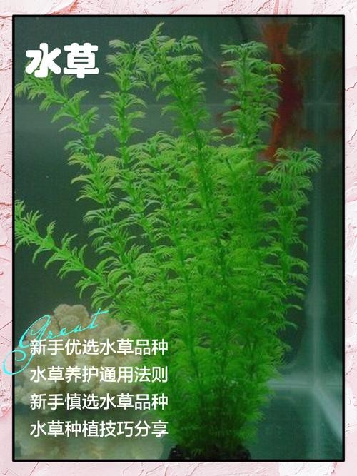 曼龍魚缸造景設計