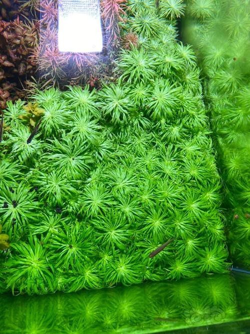 曼龍魚缸造景設計