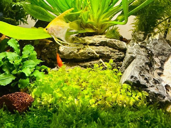 曼龍魚缸造景設計