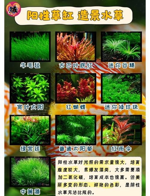 曼龍魚缸造景設計