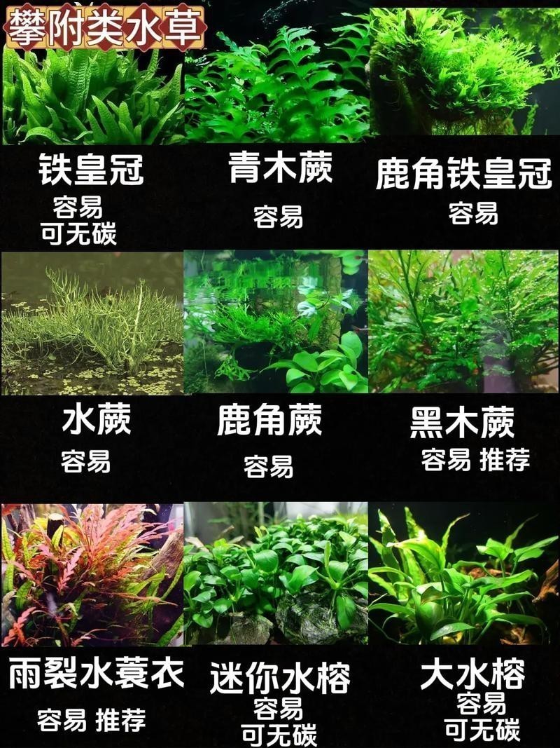 曼龍魚缸造景設計