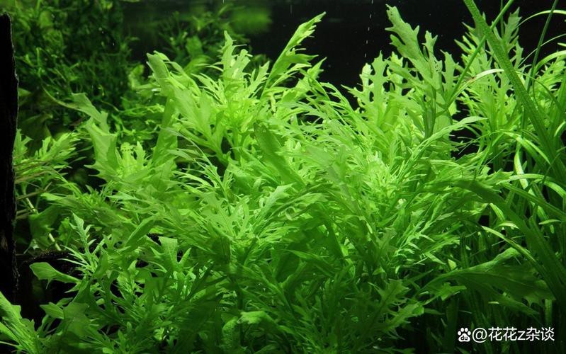 曼龍魚缸造景設計