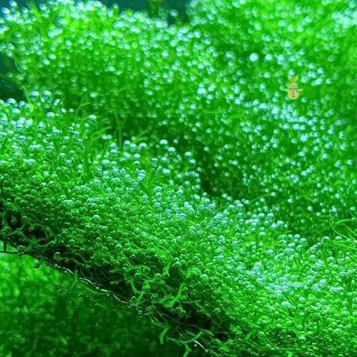 曼龍魚缸造景設計