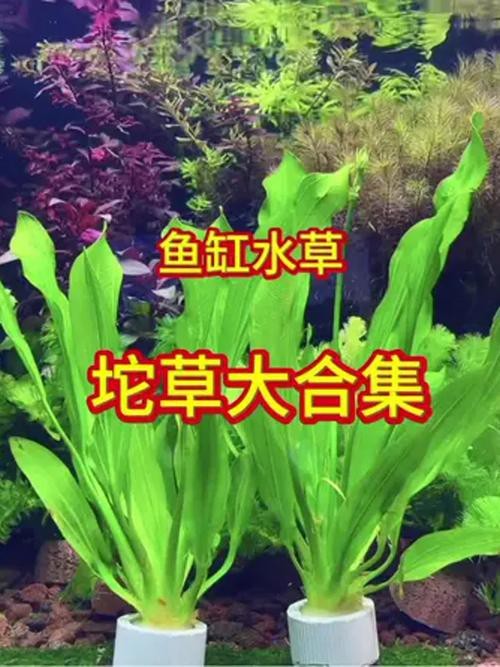 曼龍魚缸造景設計