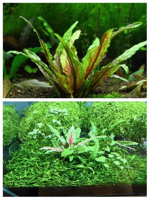 曼龍魚缸造景設計