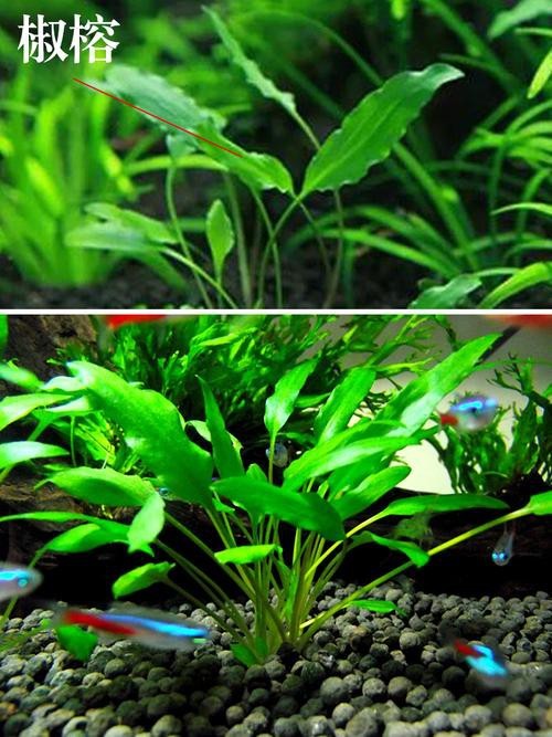 曼龍魚缸造景設計