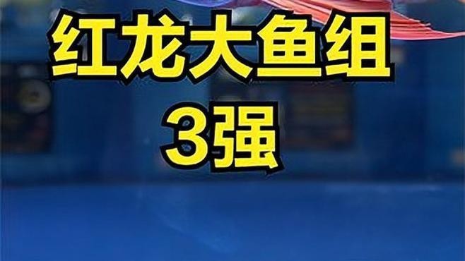 長城杯紅龍魚最厲害三個東西