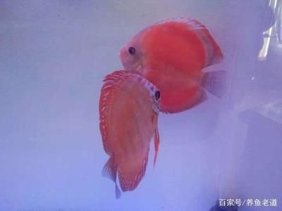 比較好的魚缸清潔工且不傷害魚類有哪些（比較好的魚缸清潔工且不傷害魚類）