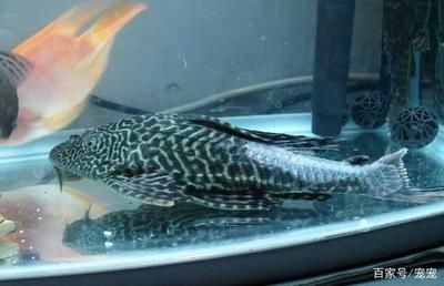 比較好的魚缸清潔工且不傷害魚類有哪些（比較好的魚缸清潔工且不傷害魚類）