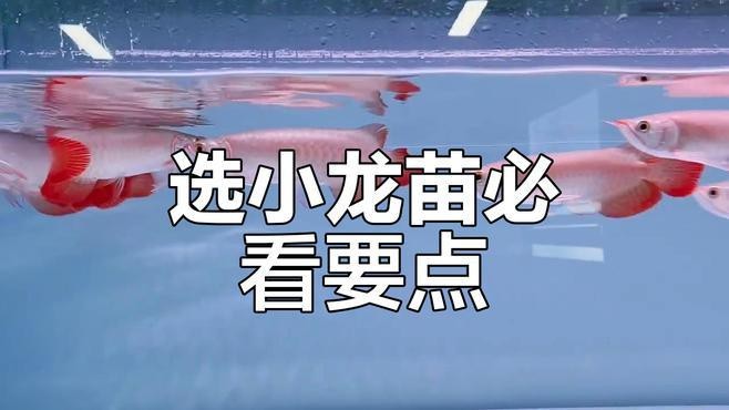如何辨別真假紅龍魚幼苗？