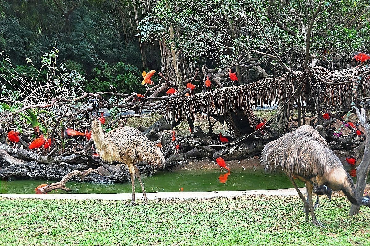 長隆野生動物園有哪些必玩的項目? 2025長城杯龍魚大賽 第15張 長隆野生動物園有哪些必玩的項目? 長隆野生動物園有哪些必玩的項目? 2025長城杯龍魚大賽 第15張