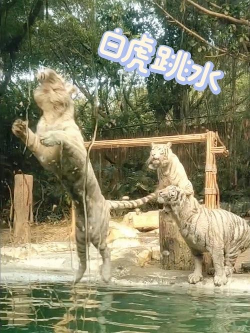 長隆野生動物園有哪些必玩的項目? 2025長城杯龍魚大賽 第11張 長隆野生動物園有哪些必玩的項目? 長隆野生動物園有哪些必玩的項目? 2025長城杯龍魚大賽 第11張