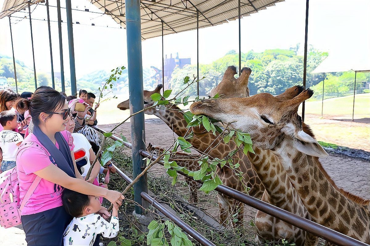 長隆野生動物園有哪些必玩的項目? 2025長城杯龍魚大賽 第13張 長隆野生動物園有哪些必玩的項目? 長隆野生動物園有哪些必玩的項目? 2025長城杯龍魚大賽 第13張