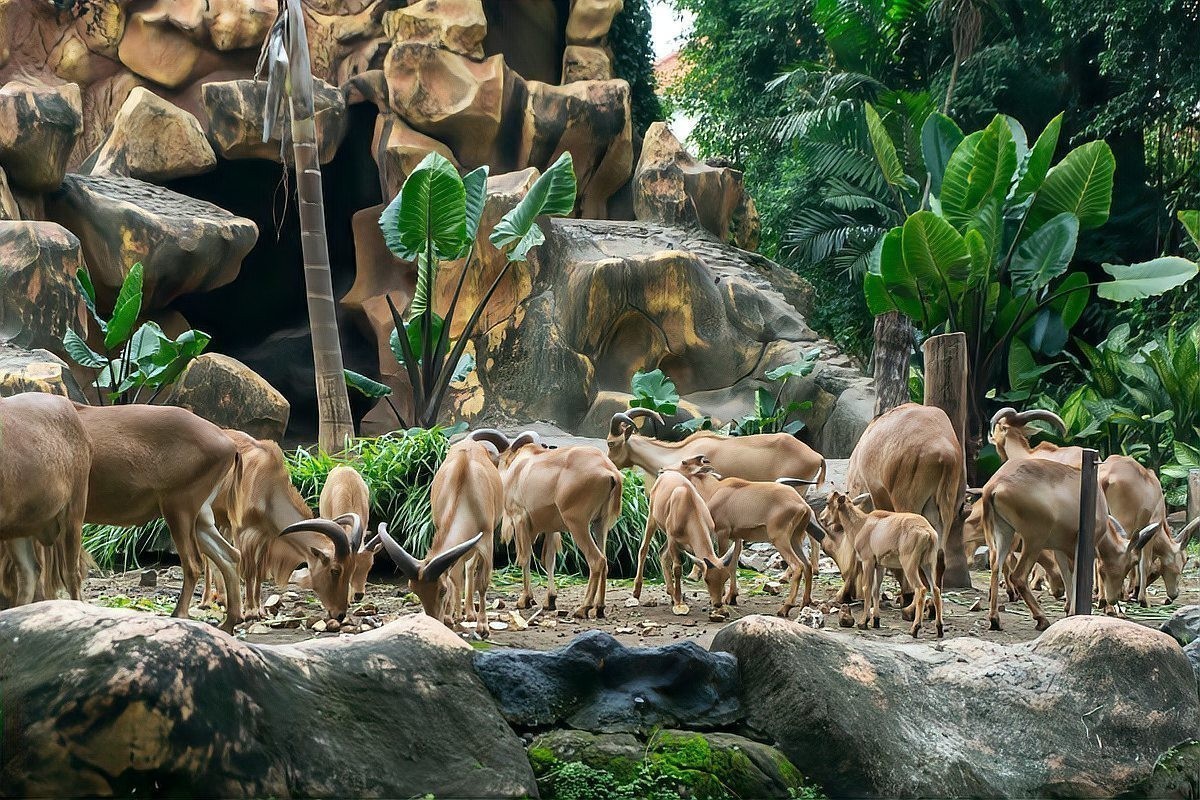 長隆野生動物園有哪些必玩的項目? 2025長城杯龍魚大賽 第17張 長隆野生動物園有哪些必玩的項目? 長隆野生動物園有哪些必玩的項目? 2025長城杯龍魚大賽 第17張