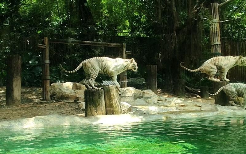 長隆野生動物園有哪些必玩的項目? 2025長城杯龍魚大賽 第8張 長隆野生動物園有哪些必玩的項目? 長隆野生動物園有哪些必玩的項目? 2025長城杯龍魚大賽 第8張