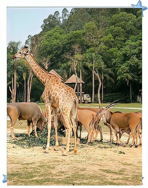 長隆野生動物園有哪些必玩的項目? 2025長城杯龍魚大賽 第19張 長隆野生動物園有哪些必玩的項目? 長隆野生動物園有哪些必玩的項目? 2025長城杯龍魚大賽 第19張