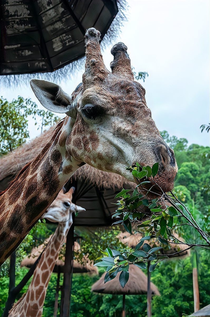 長隆野生動物園有哪些必玩的項目? 2025長城杯龍魚大賽 第12張 長隆野生動物園有哪些必玩的項目? 長隆野生動物園有哪些必玩的項目? 2025長城杯龍魚大賽 第12張