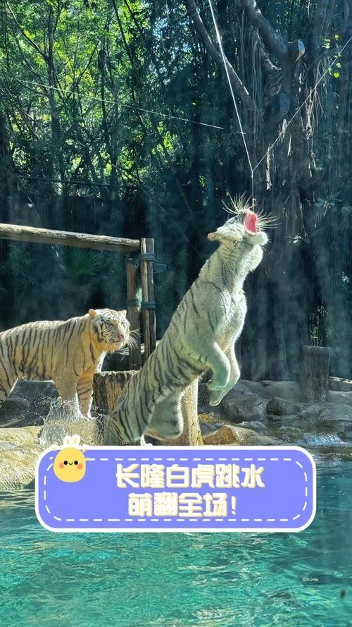 長隆野生動物園有哪些必玩的項目? 2025長城杯龍魚大賽 第7張 長隆野生動物園有哪些必玩的項目? 長隆野生動物園有哪些必玩的項目? 2025長城杯龍魚大賽 第7張
