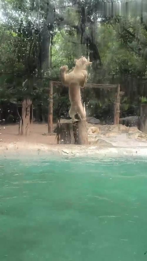 長隆野生動物園有哪些必玩的項目? 2025長城杯龍魚大賽 第9張 長隆野生動物園有哪些必玩的項目? 長隆野生動物園有哪些必玩的項目? 2025長城杯龍魚大賽 第9張