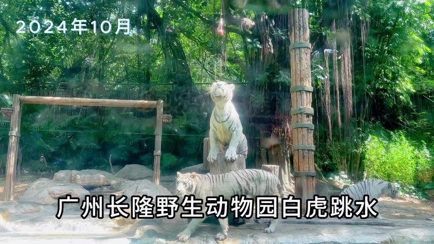 長隆野生動物園有哪些必玩的項目? 2025長城杯龍魚大賽 第10張 長隆野生動物園有哪些必玩的項目? 長隆野生動物園有哪些必玩的項目? 2025長城杯龍魚大賽 第10張