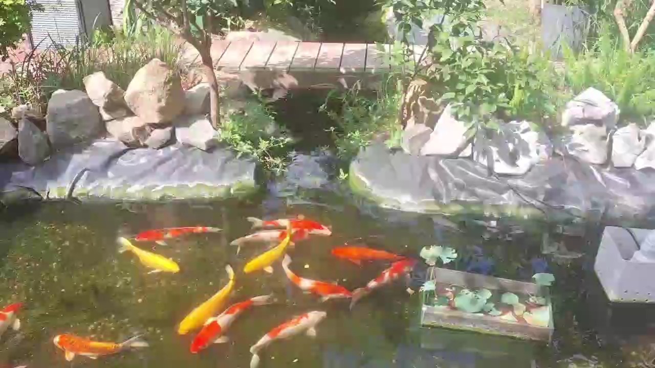 技術創造歷史 技術創造歷史 龍魚論壇