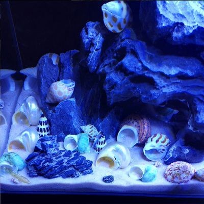 海螺有能力清理魚缸垃圾嗎？：海螺是一種常見的海洋生物