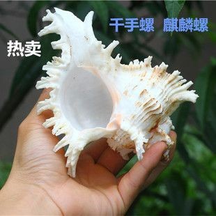 麒麟能擺在魚(yú)缸上嗎：麒麟擺放在魚(yú)缸上具有積極意義的意義但直接擺放在魚(yú)缸上