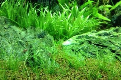 魚缸水草養護技巧：家庭魚缸水草的養護技巧