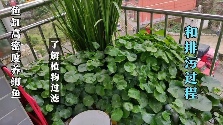 魚缸過濾改造視頻：如何改造魚缸過濾系統(tǒng)